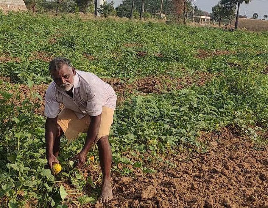 A farmer's field in Tirunelveli, from hope108.in.